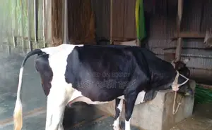 ১৪৫১ নং উন্নত জাতের গাভী গরু