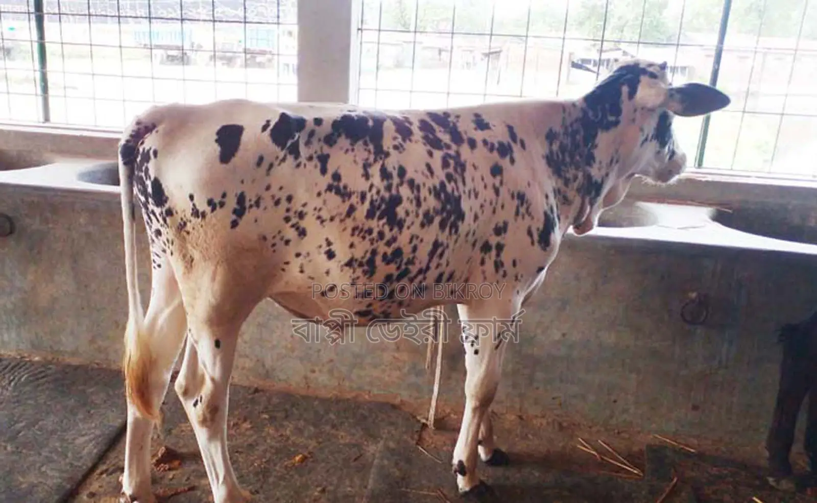 No. 1452 Bull Calf Cattle.