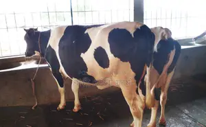 ১৪৫৩নং উন্নত জাতের ২টি গাভী বিক্রয় হবে।