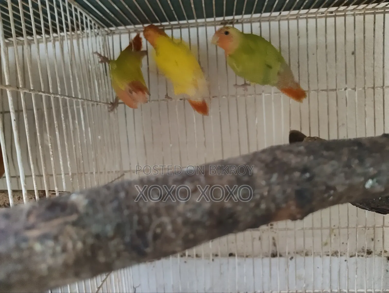 লাভ বার্ড পাখি বিক্রি হবে