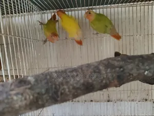 লাভ বার্ড পাখি বিক্রি হবে