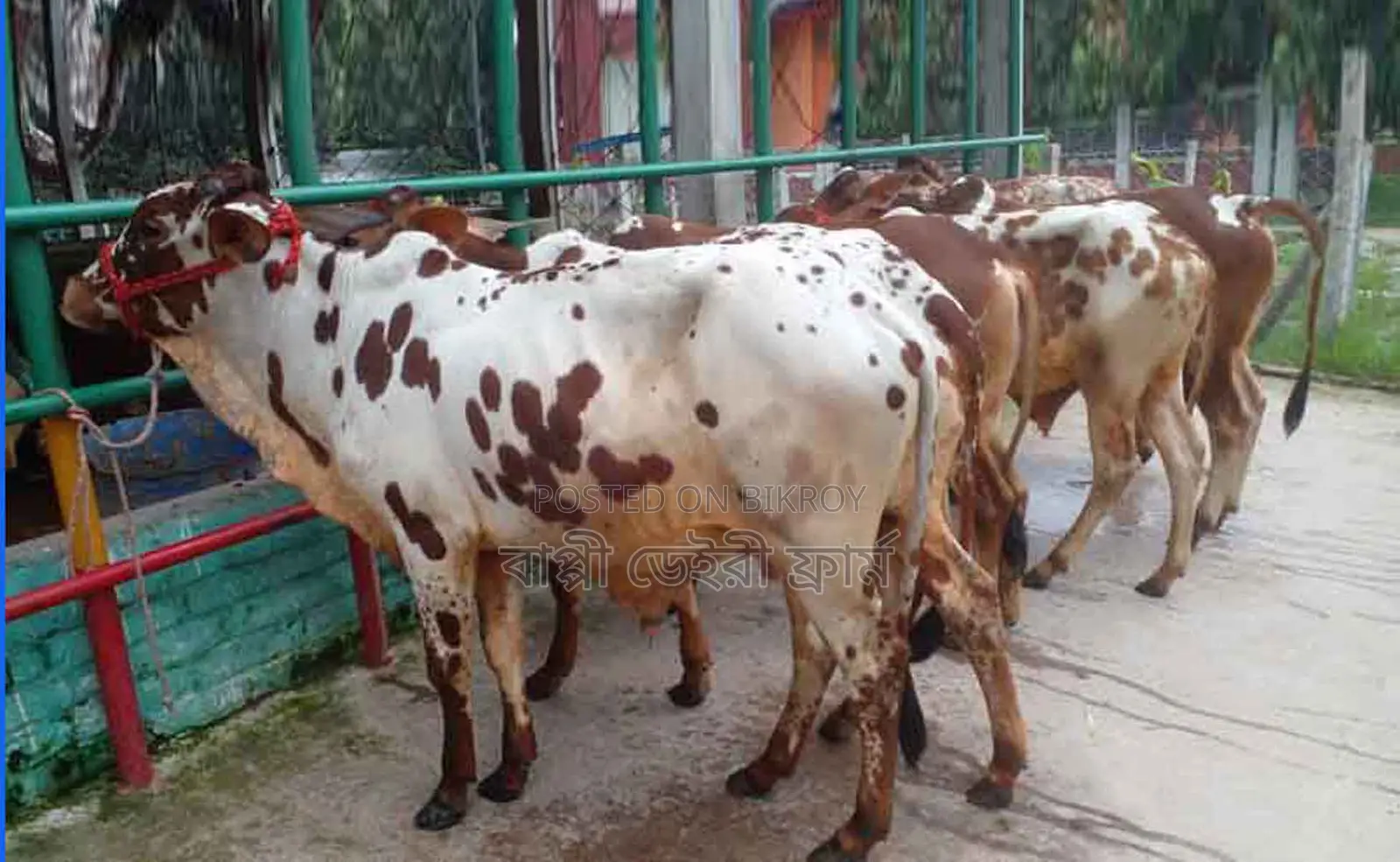 Buy 6 advanced breed bull calves number 1454 for rearing.