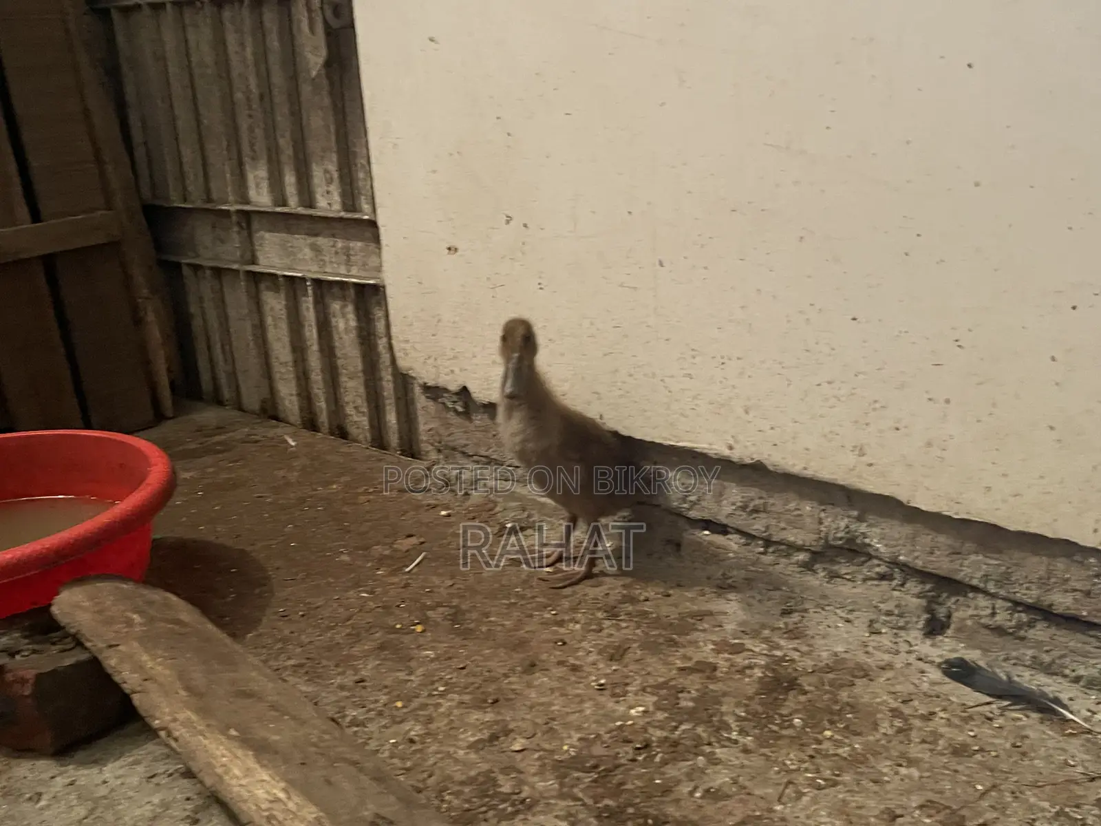 Local Duck