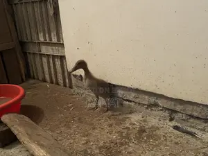 Local Duck