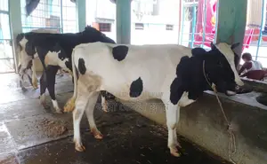১৪৫৫নং উন্নত জাতের ৩টি বকনা বিক্রয় হবে পোষার জন্য কিনুন ।