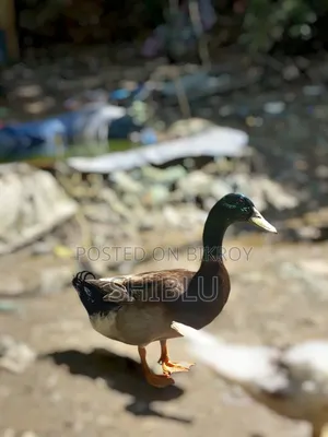 লোকাল ‌দে‌শি হাস