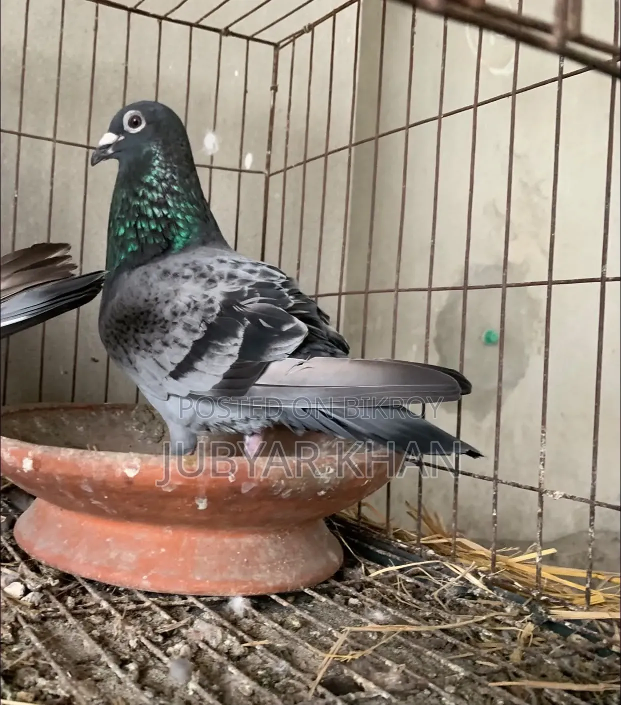 পেডিগ্রি স্যান্ডি নর