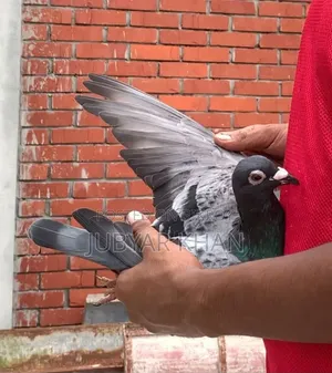 পেডিগ্রি স্যান্ডি নর