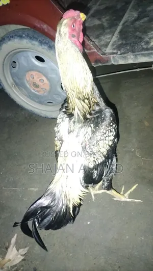 সোনালী মুরগি