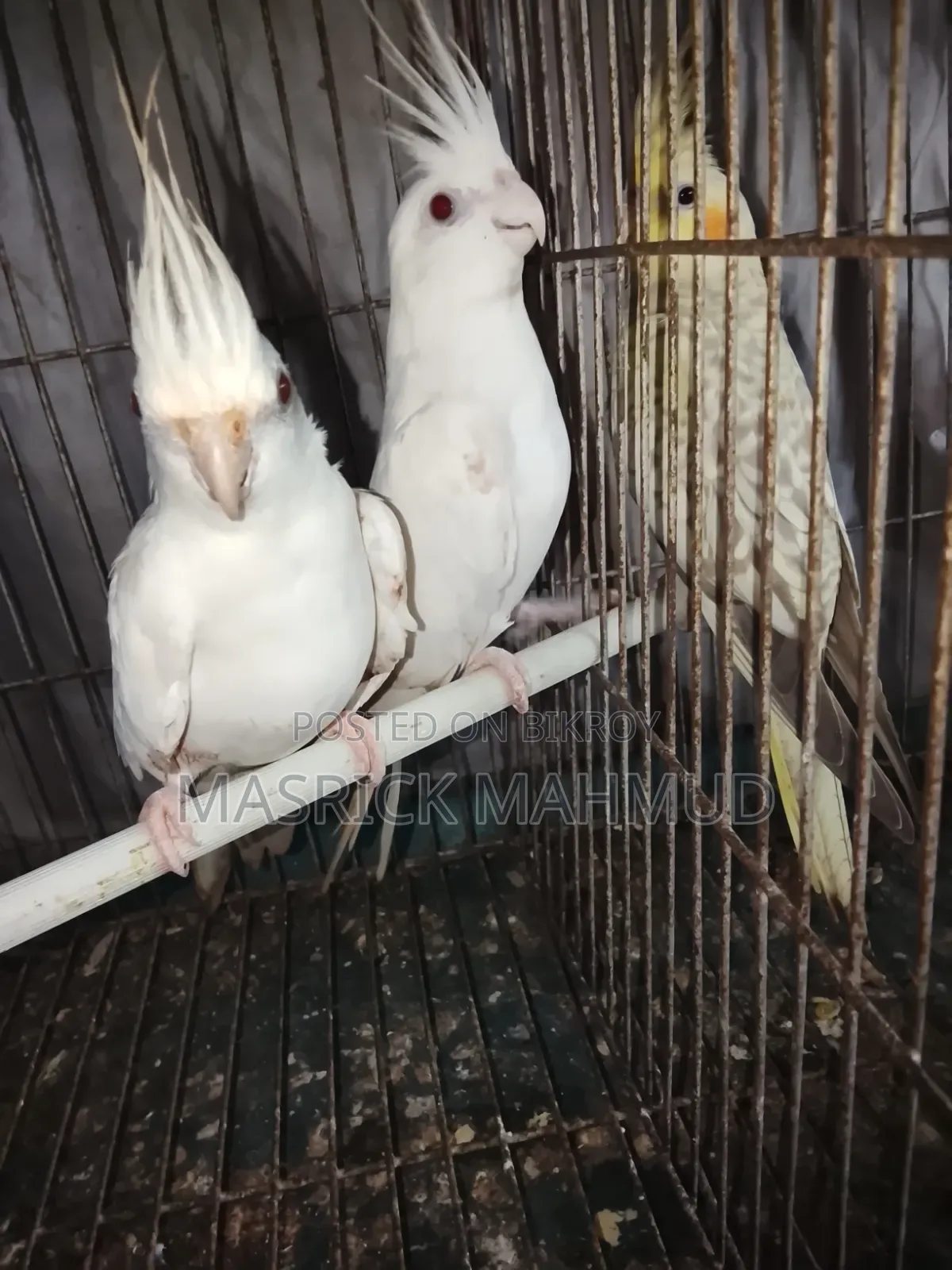 Albino Running