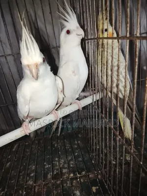 Albino Running