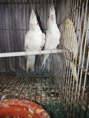Albino Running