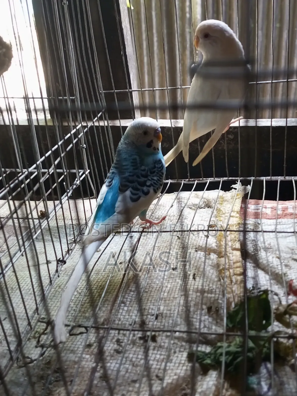 Budgerigar Bird