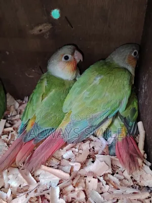 Pineapple Conure Tame Baby