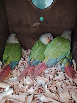 পাইনাপেল কোনুর টেমসাইজ বেবি