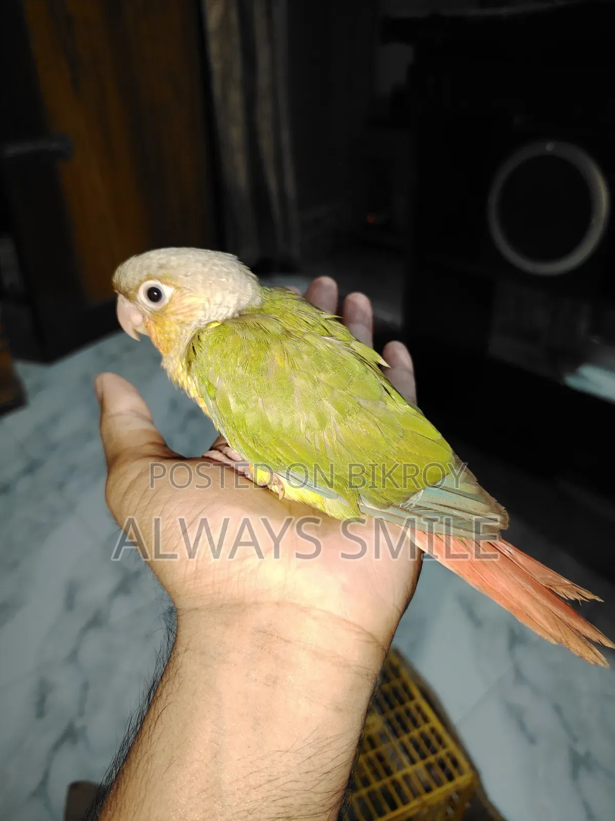 পাইনাপেল কোনুর টেমসাইজ বেবি