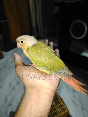 পাইনাপেল কোনুর টেমসাইজ বেবি