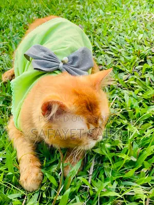 3-6 Months Male Purebred Persian