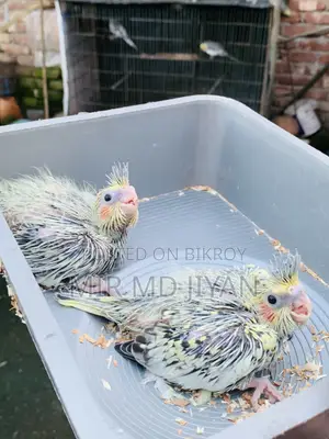 Cockatiel Hand Feed Baby