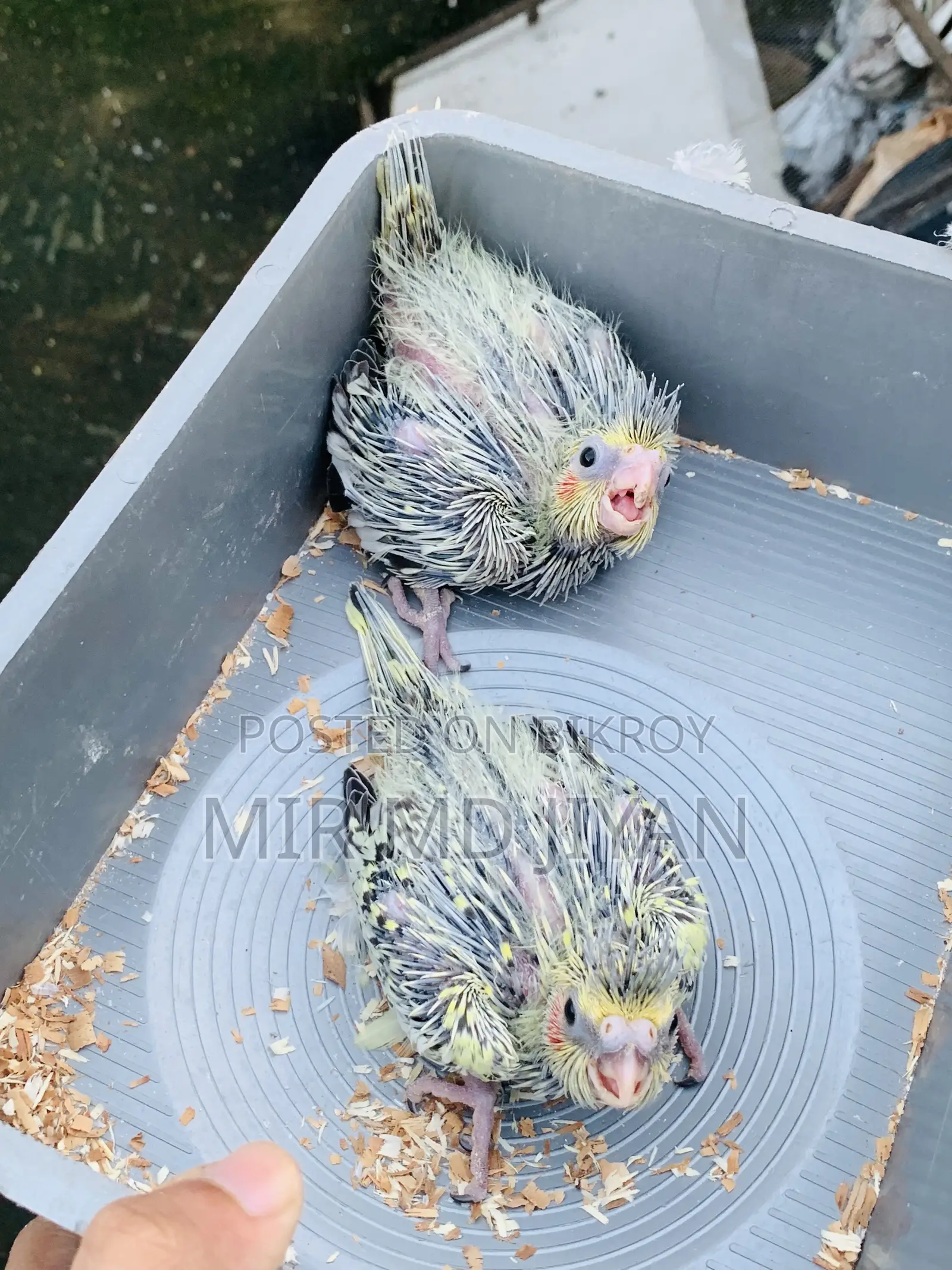 Cockatiel Hand Feed Baby