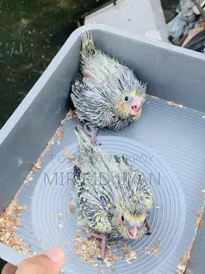 Cockatiel Hand Feed Baby