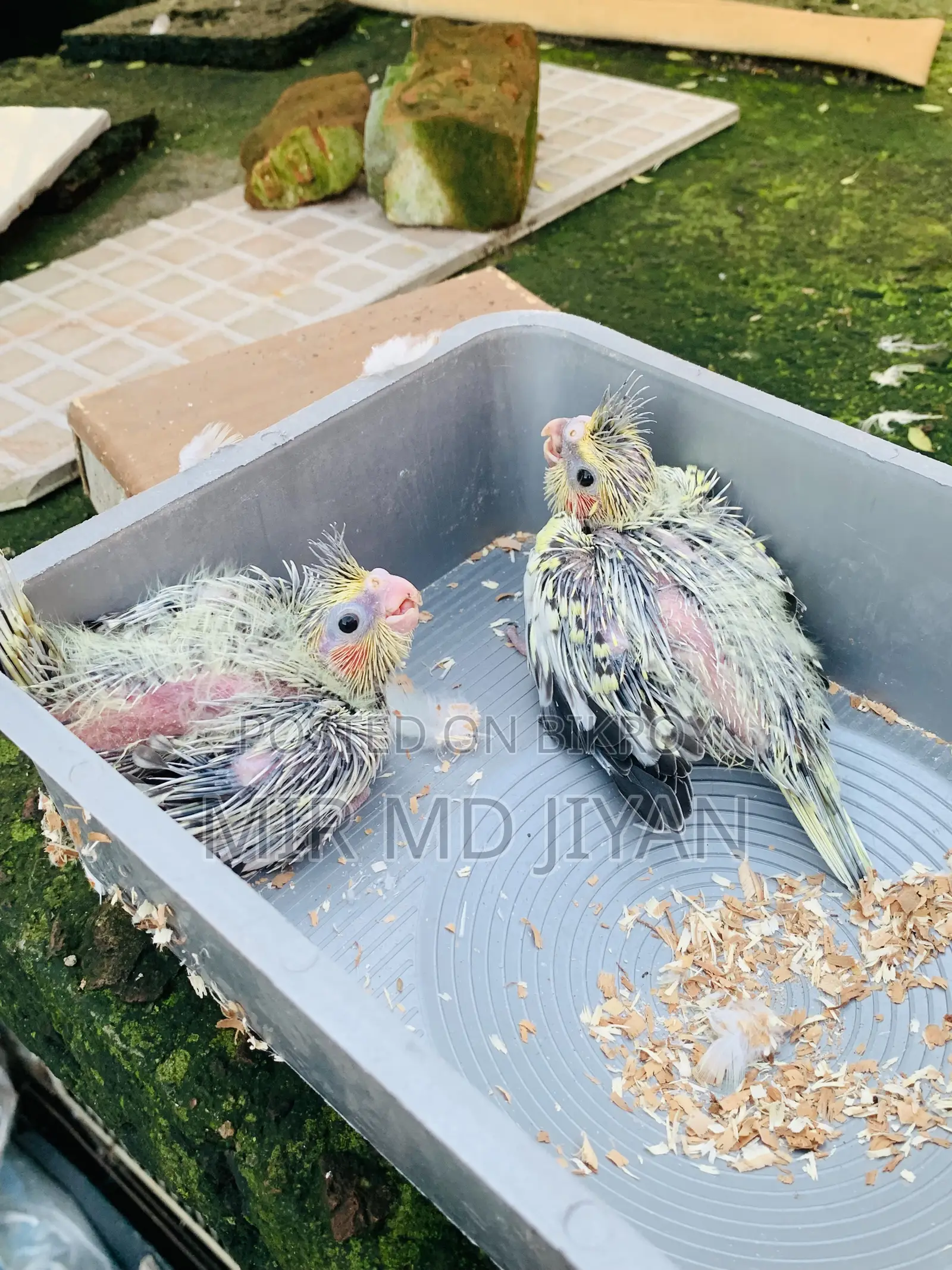 Cockatiel Hand Feed Baby