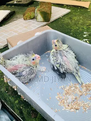 Cockatiel Hand Feed Baby