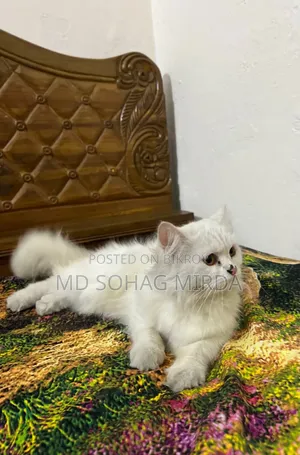 1+ Year Female Purebred Persian