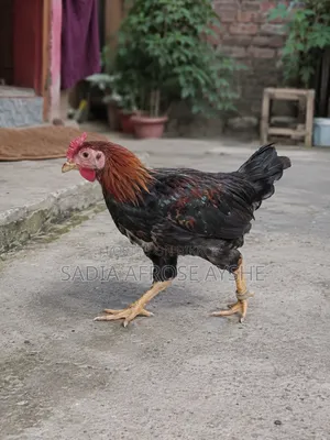 Deshi Rooster for Sale
