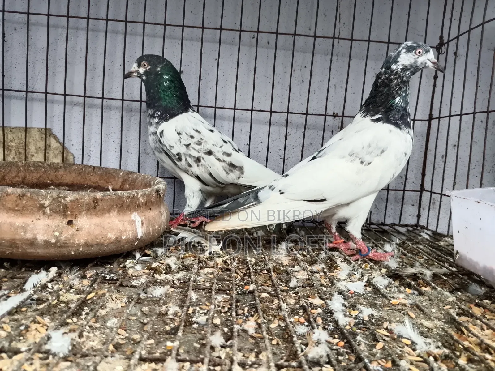 Running Pigeon