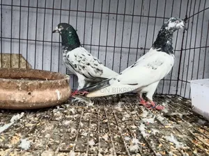Running Pigeon