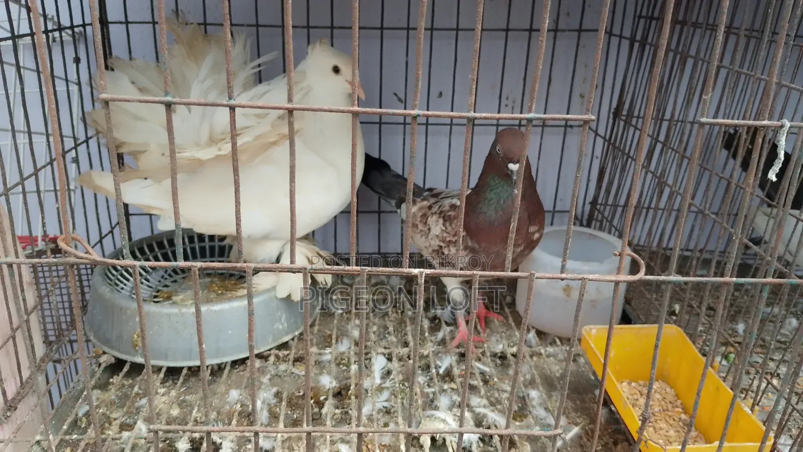 Running Pigeon