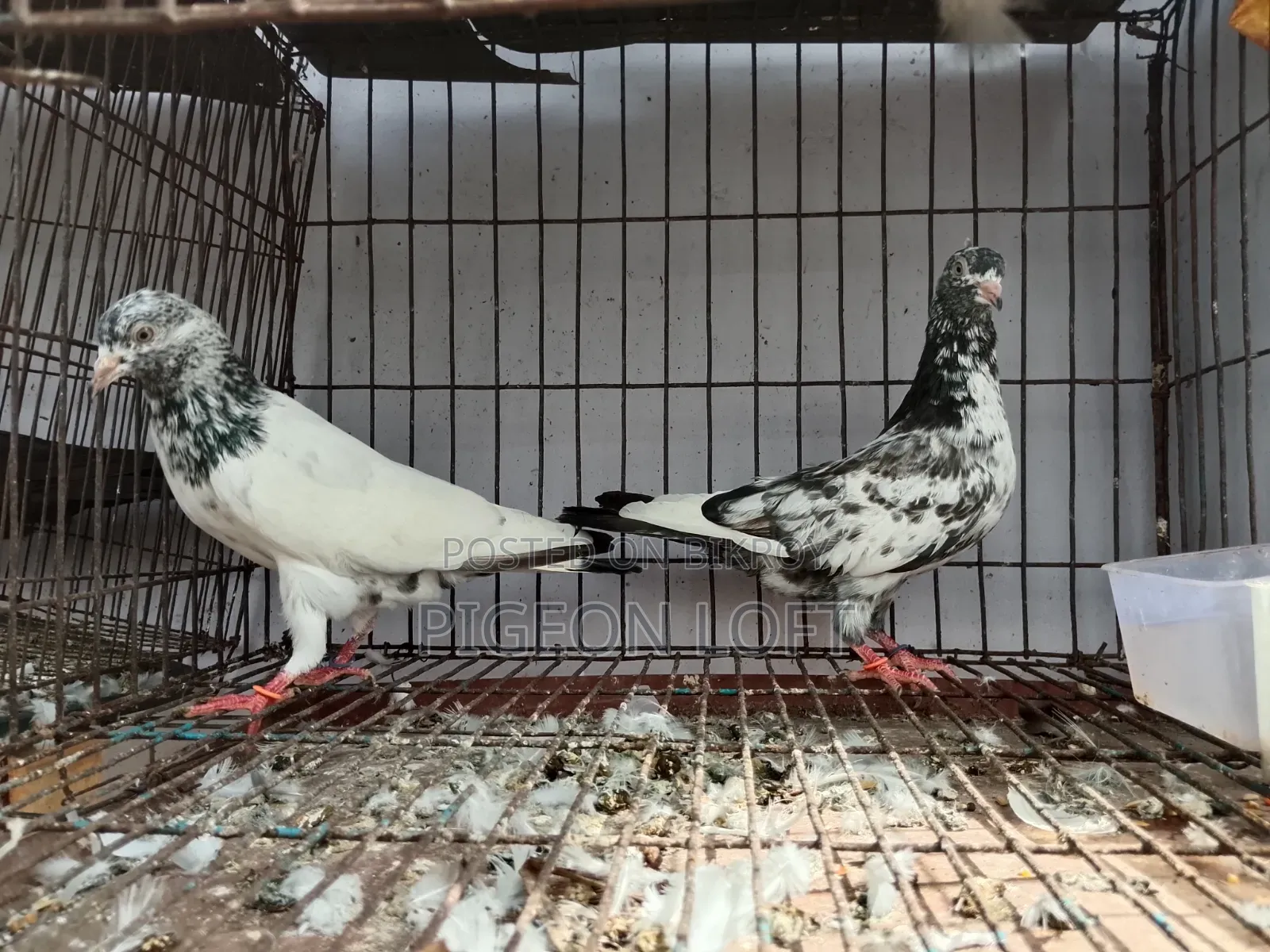 Running Pigeon