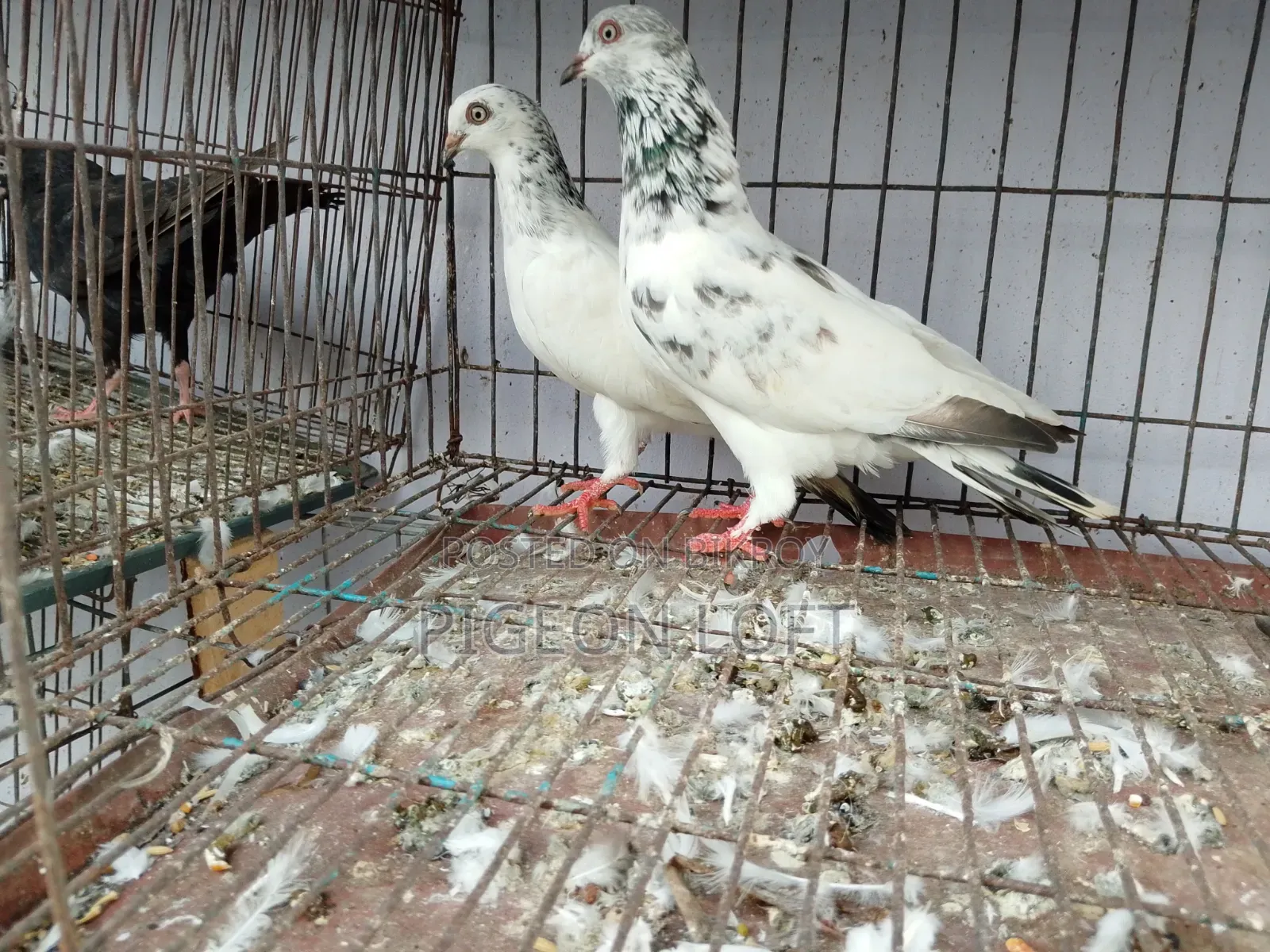 Running Pigeon