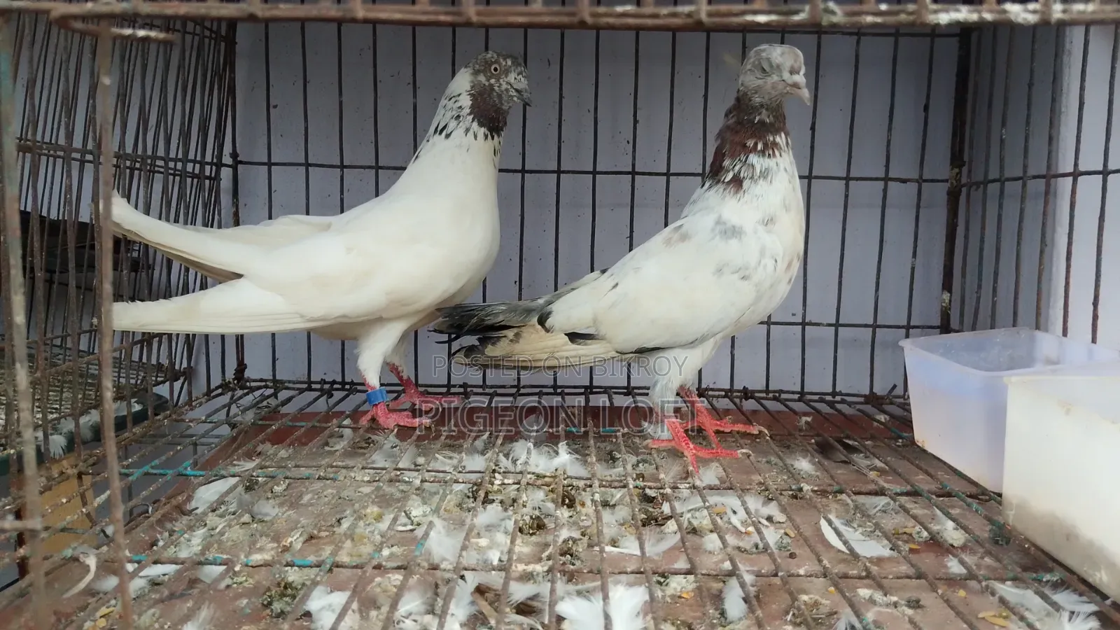 Running Pigeon