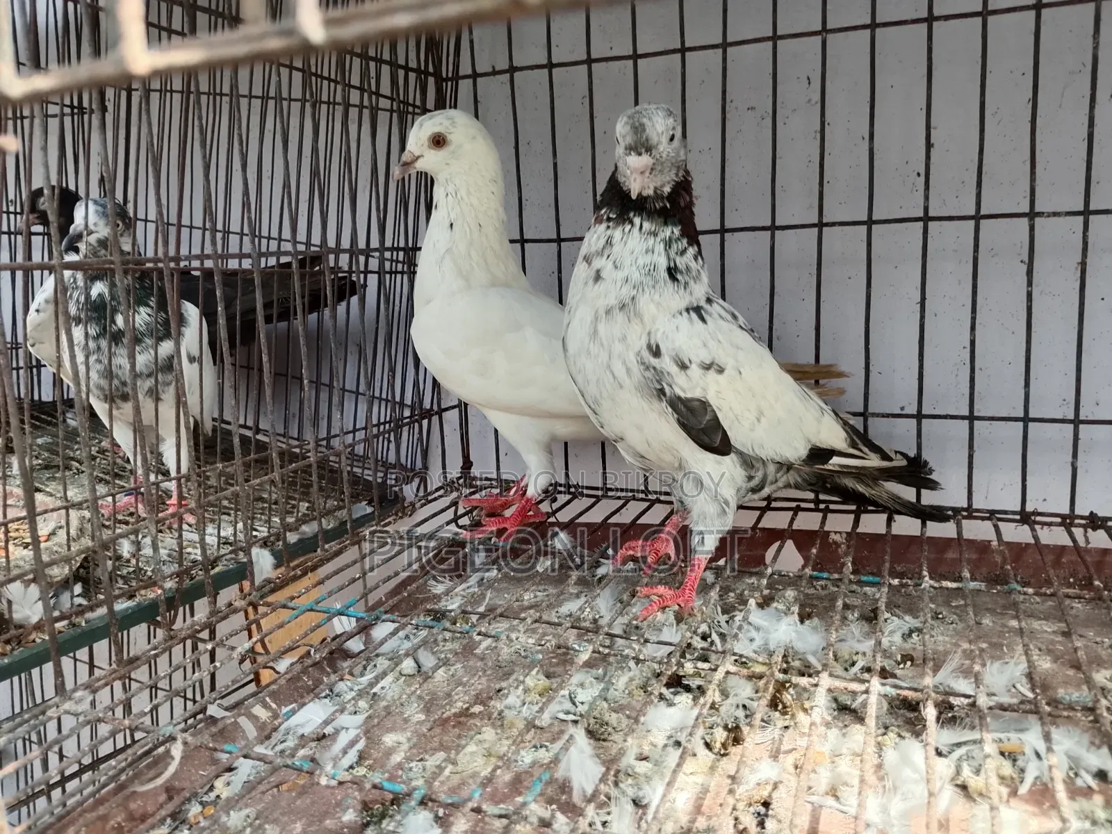 Running Pigeon