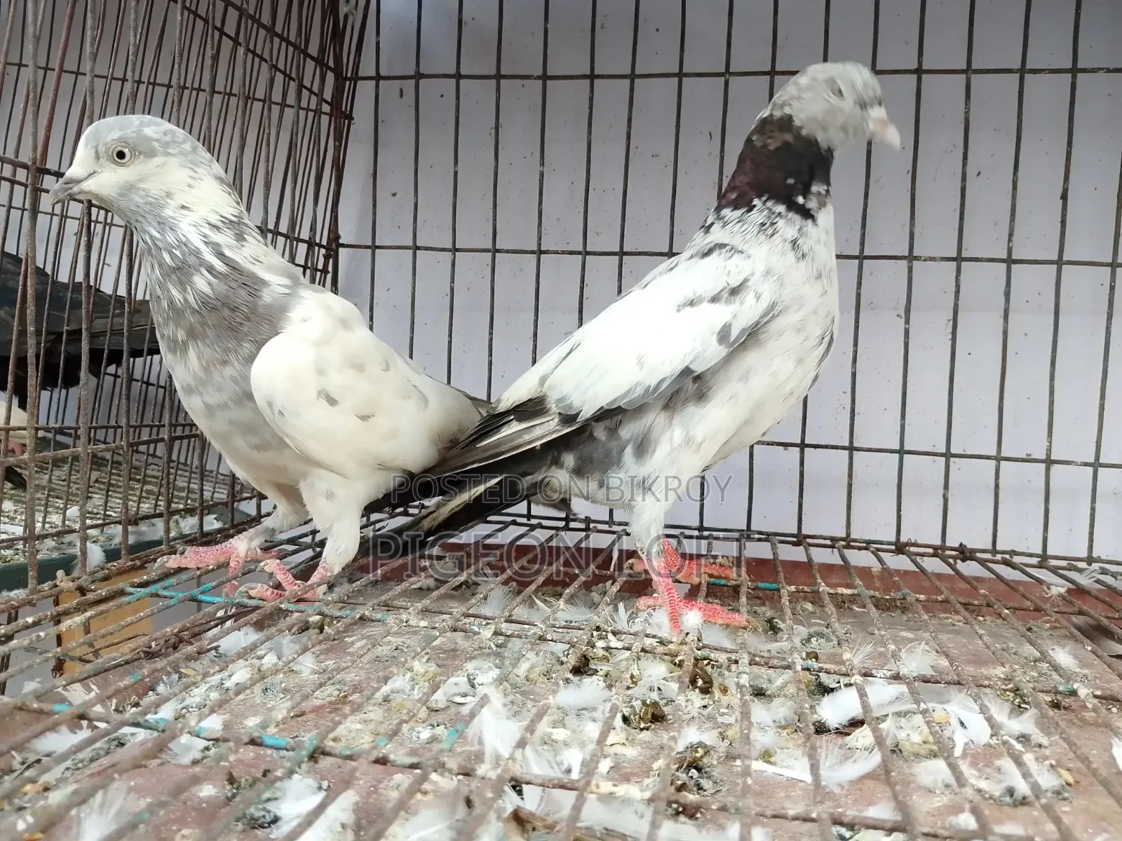 Running Pigeon