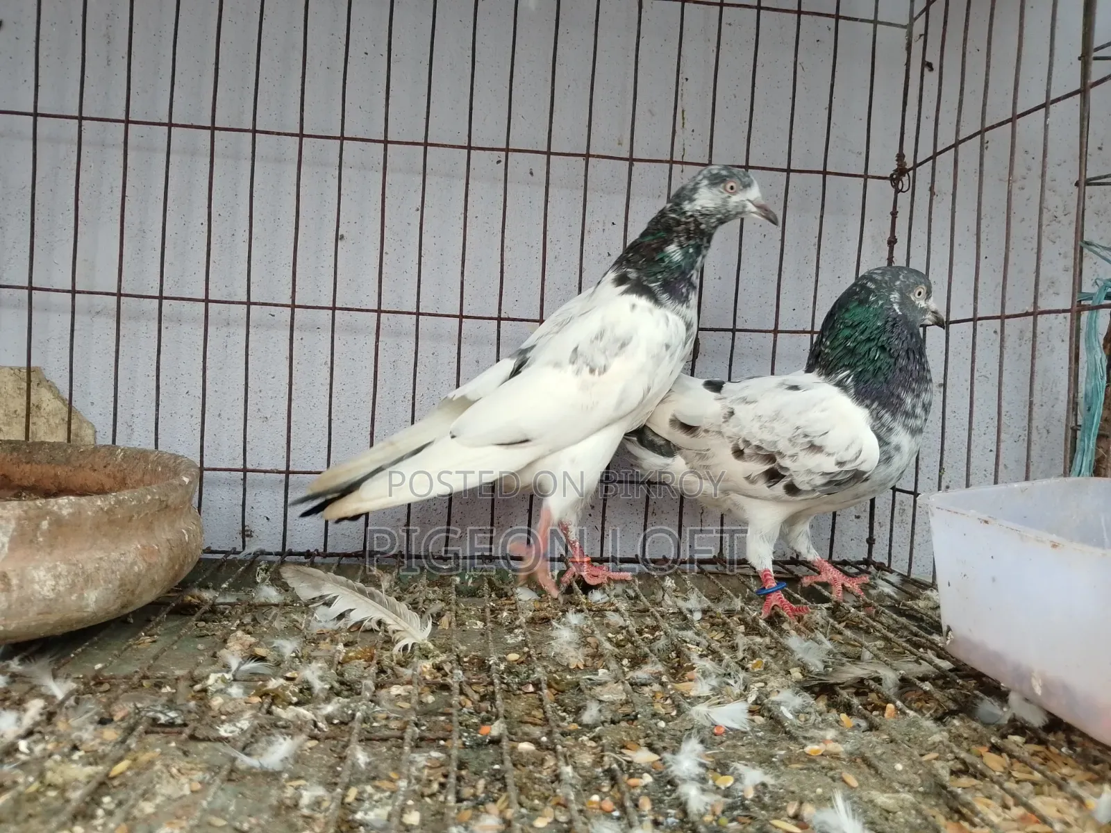 Running Pigeon