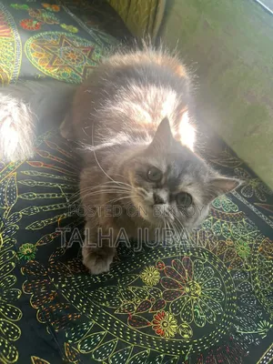 6-12 Months Female Purebred Persian