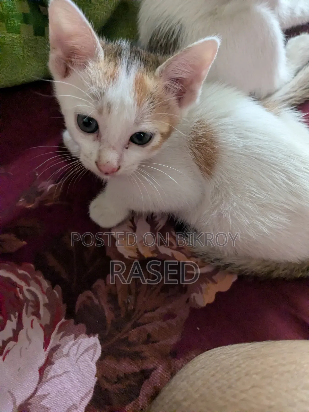 1-3 Months Female Mixed Breed Manx