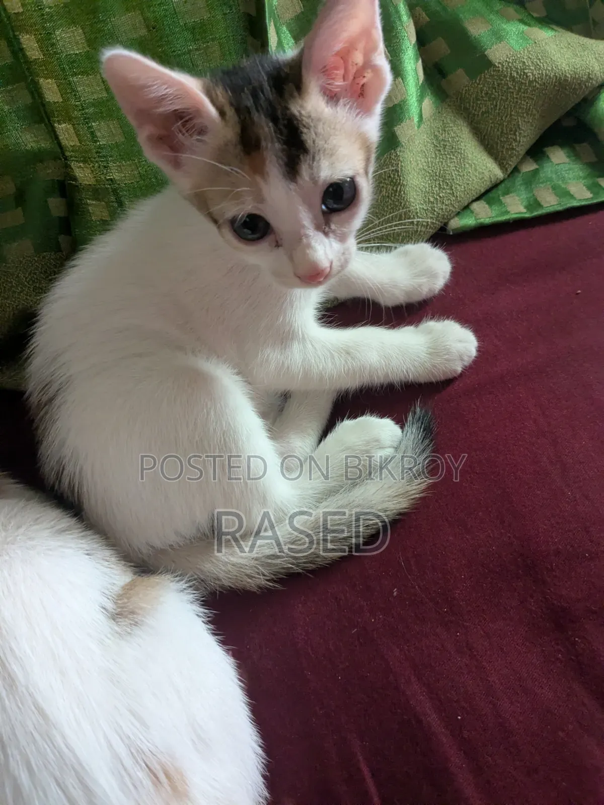 1-3 Months Female Mixed Breed Manx