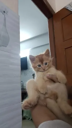 1-3 Months Male Purebred Persian