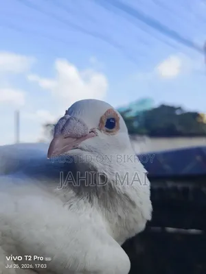 কবুতর বিক্রি