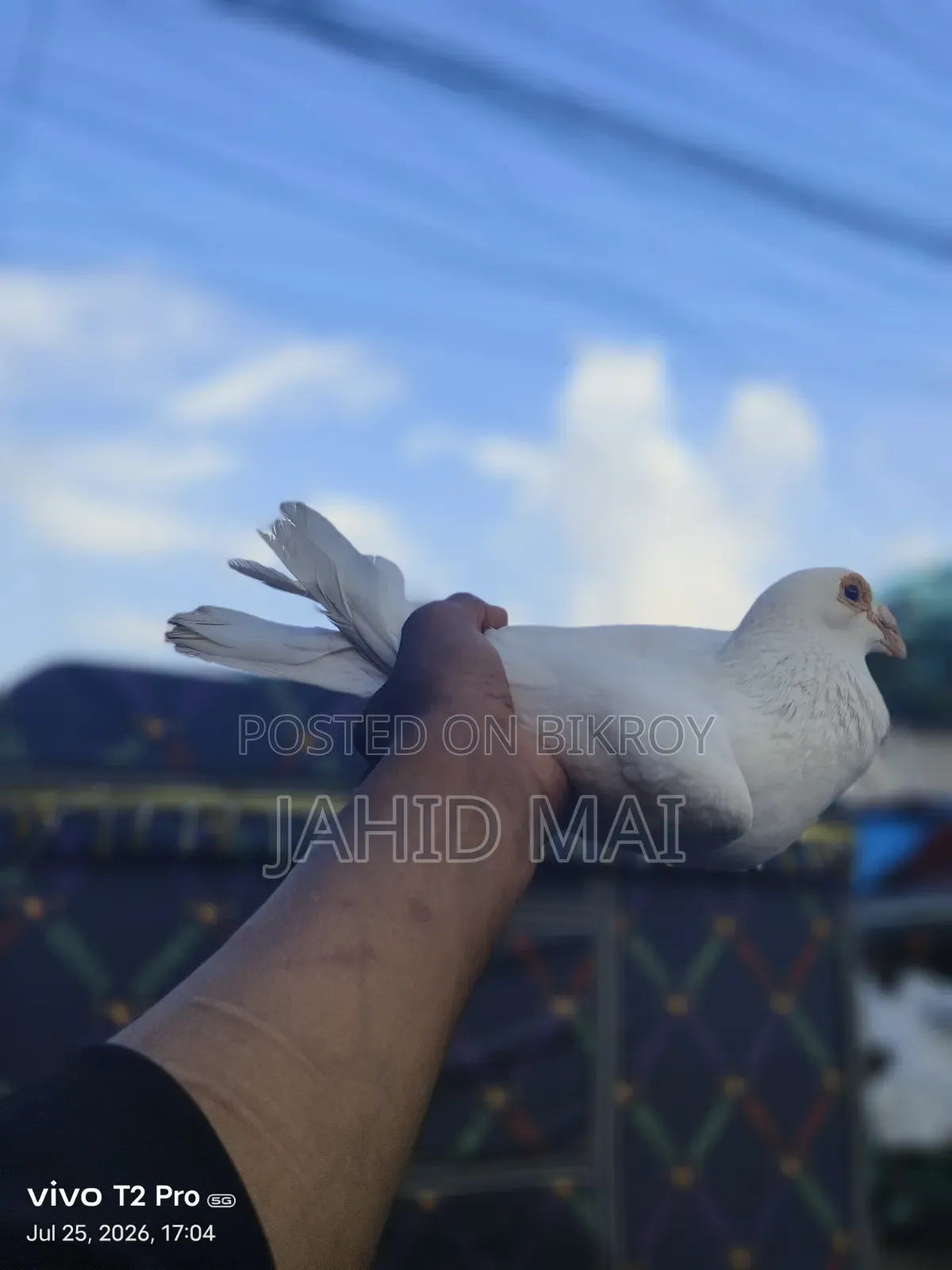 কবুতর বিক্রি