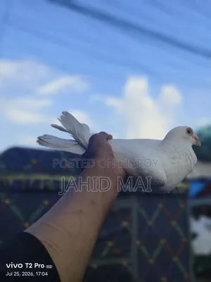 কবুতর বিক্রি
