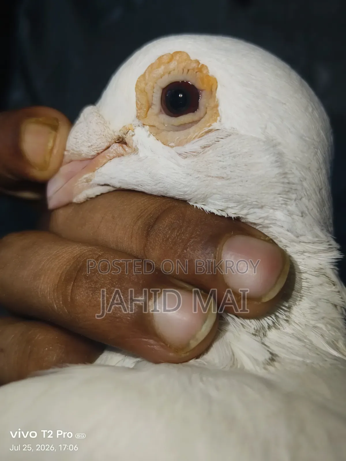 কবুতর বিক্রি