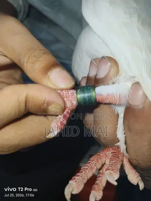 কবুতর বিক্রি