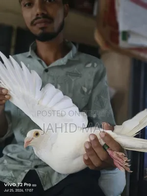 কবুতর বিক্রি
