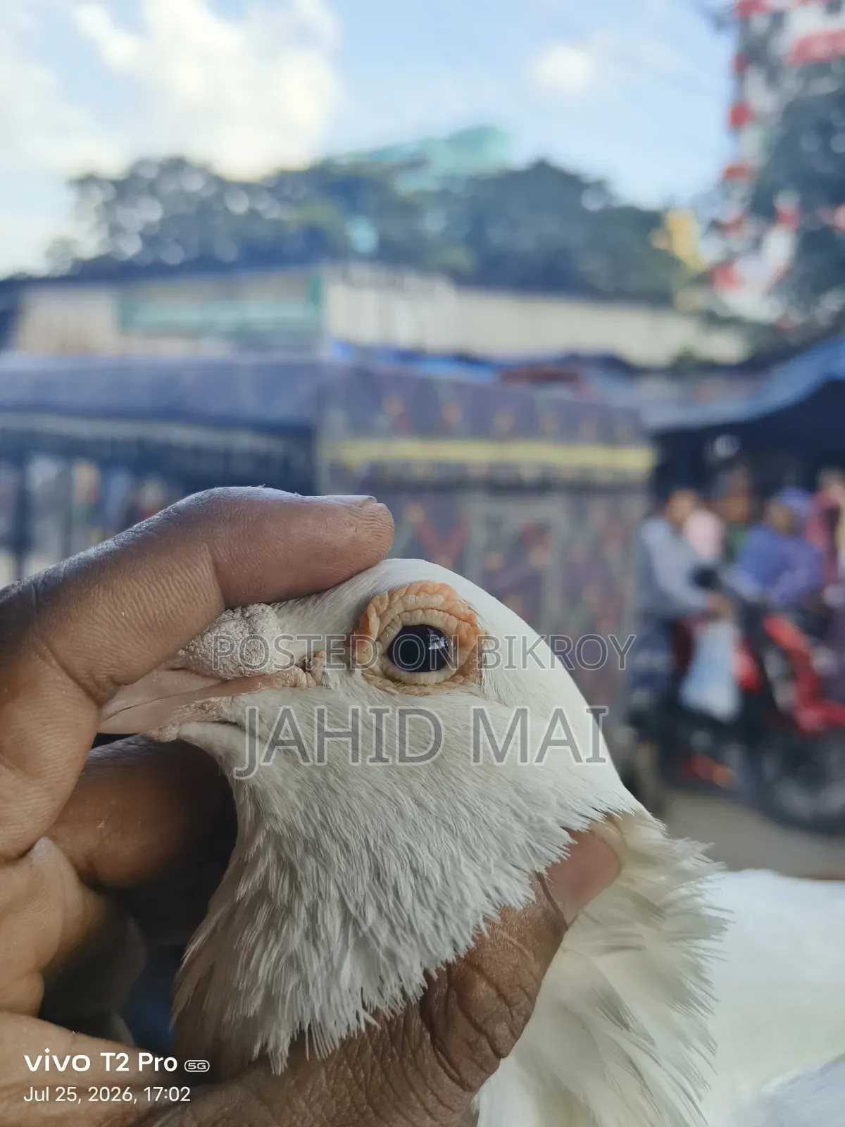 কবুতর বিক্রি