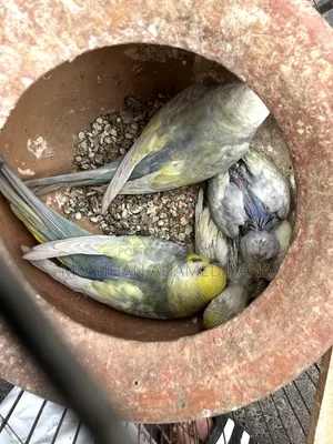 পাখি রেইনবো বাজরিগার ২ টা বাচ্চা সহ